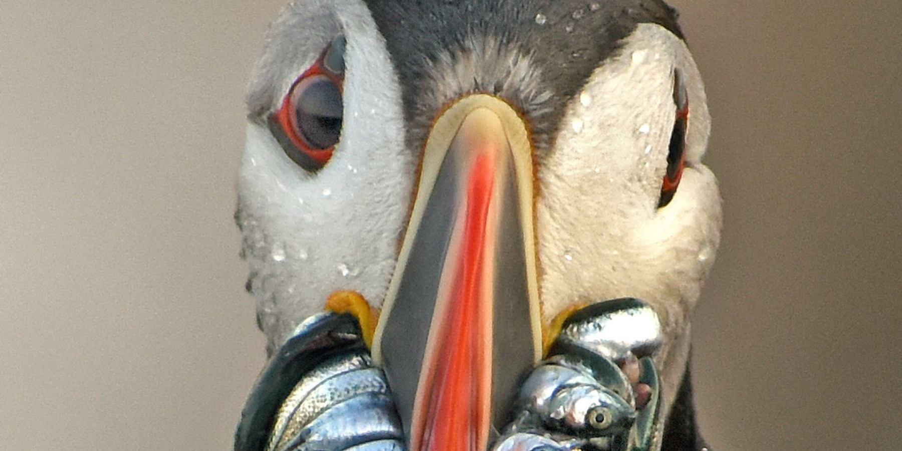 Puffin environmental justice