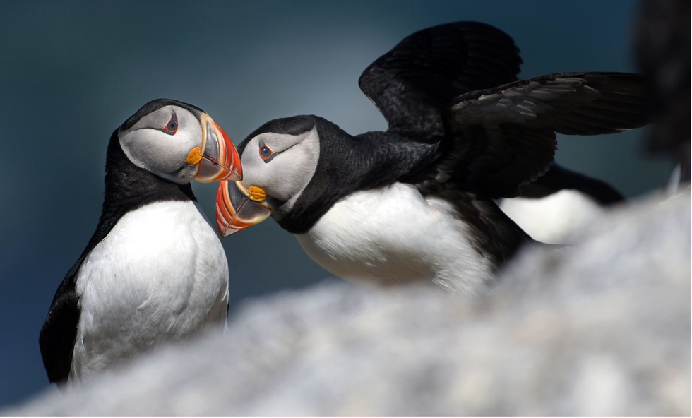 Puffin mating