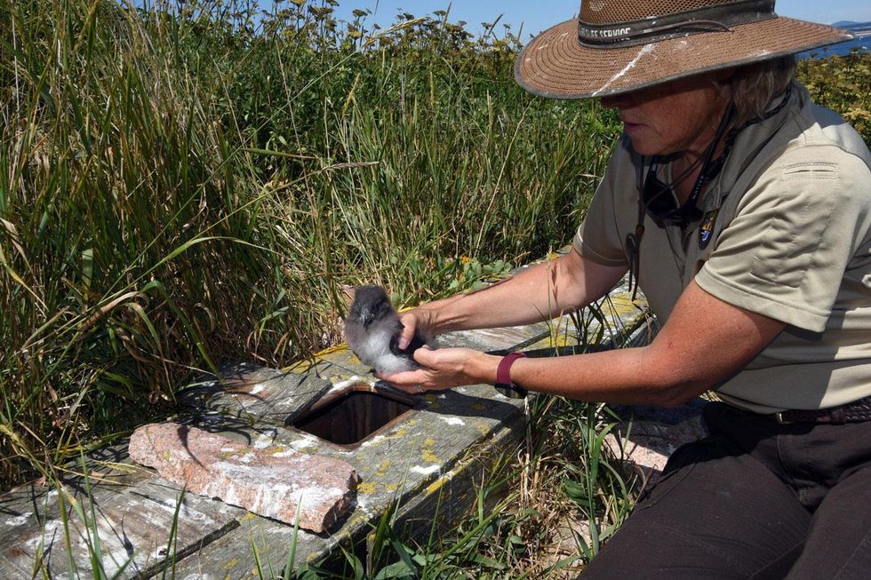 puffin nesting restoration Maine