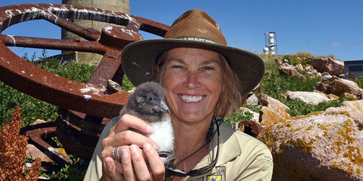 Puffin tern recovery climate change