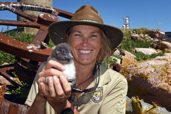 puffin tern recovery climate change