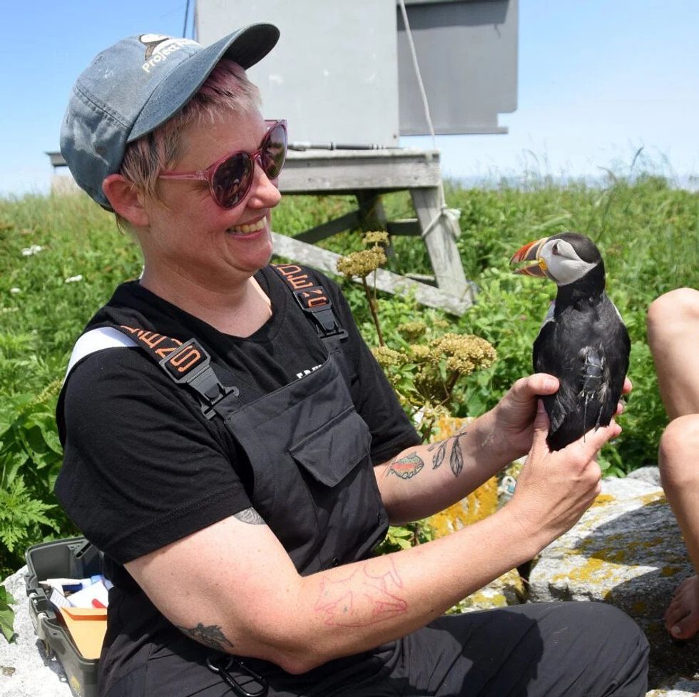 puffins climate change