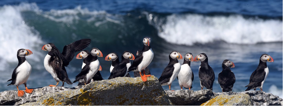 Puffins environmental protection