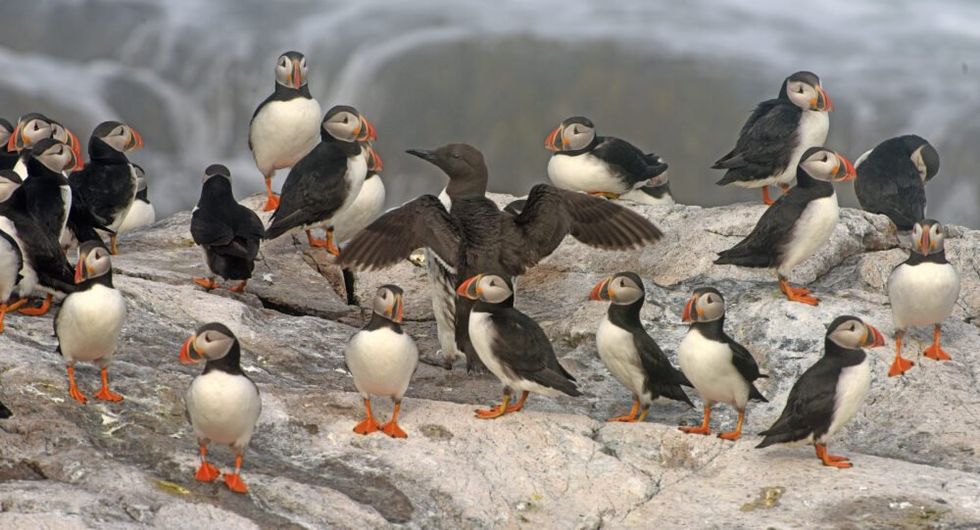 puffins maine