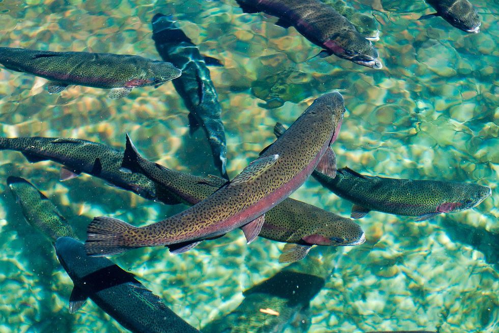 rainbow trout