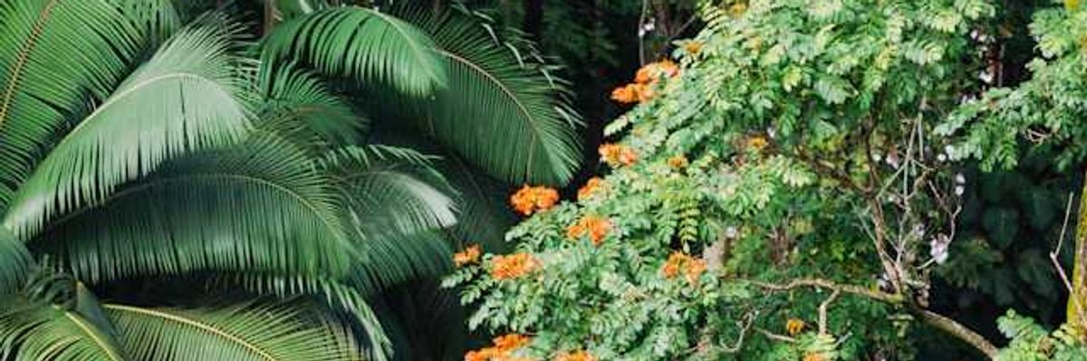 Rainforest with green fronds and orange flowers