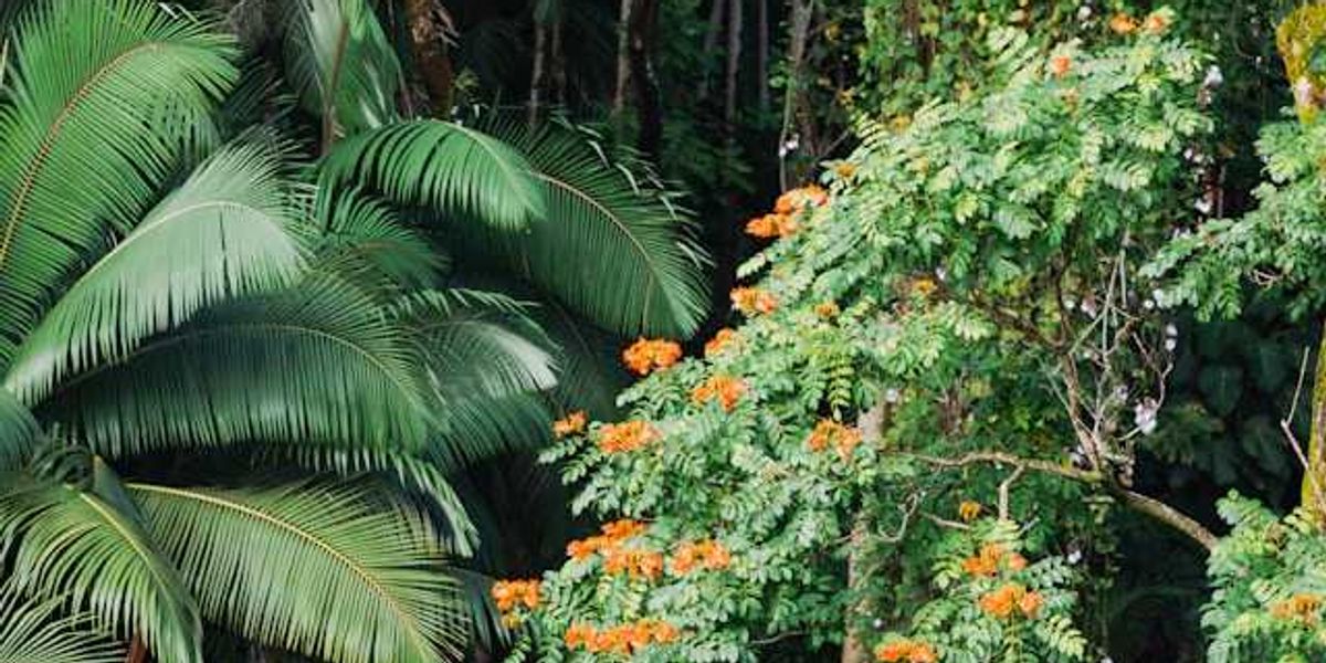 Rainforest with green fronds and orange flowers