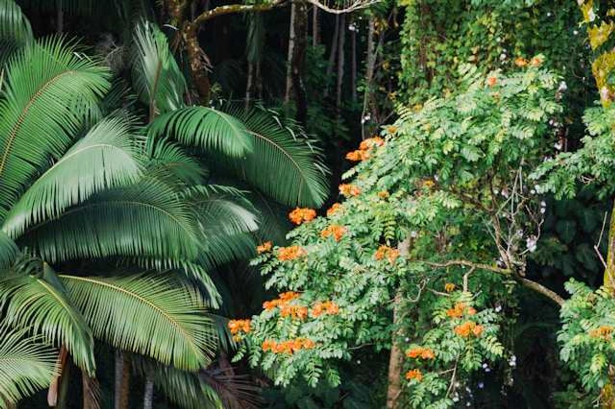 Rainforest with green fronds and orange flowers