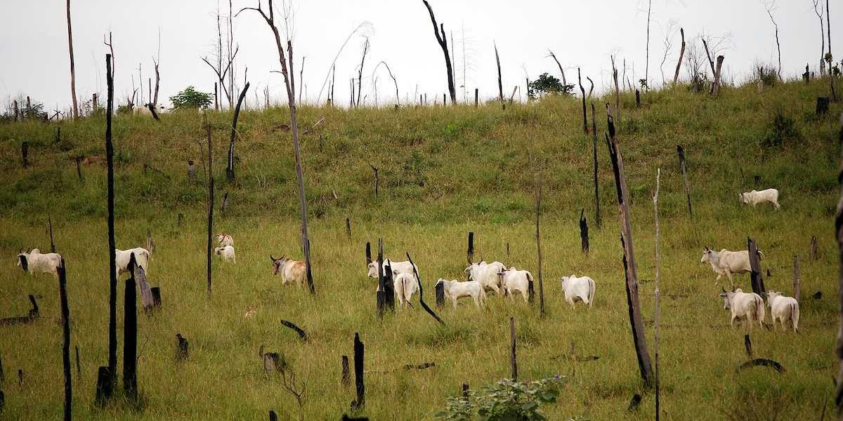 Recently cut and burned rainforest turned into a cattle ranch in the Brazilian Amazon