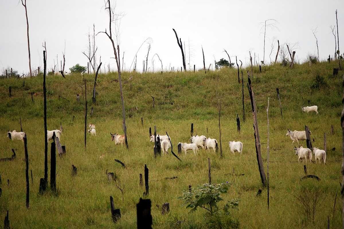 Recently cut and burned rainforest turned into a cattle ranch in the Brazilian Amazon