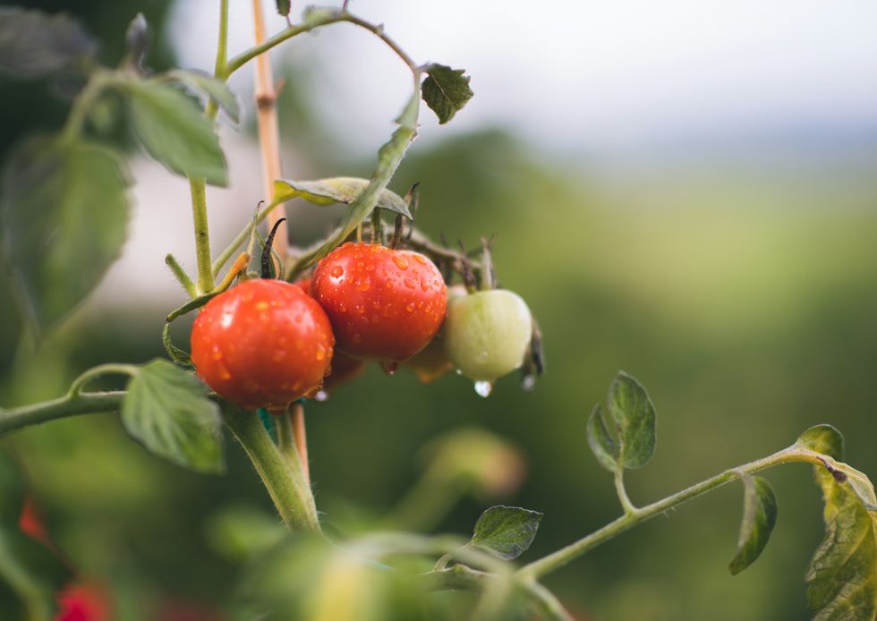 red and green tomatoes on the vine.