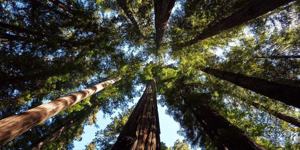Redwoods forest