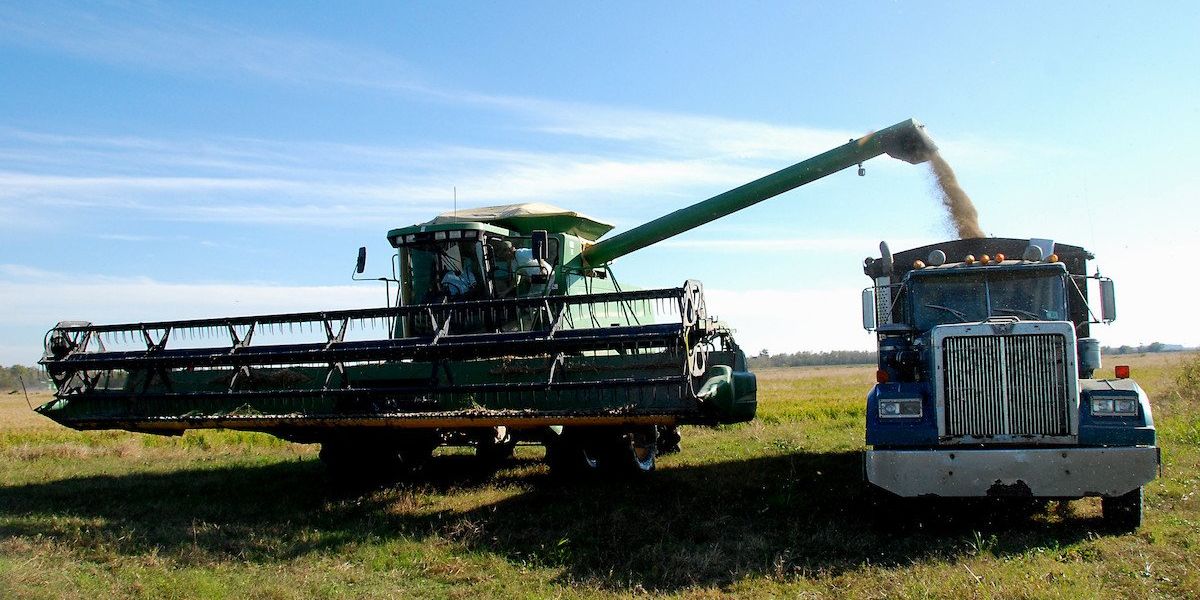 regenerative rice farming