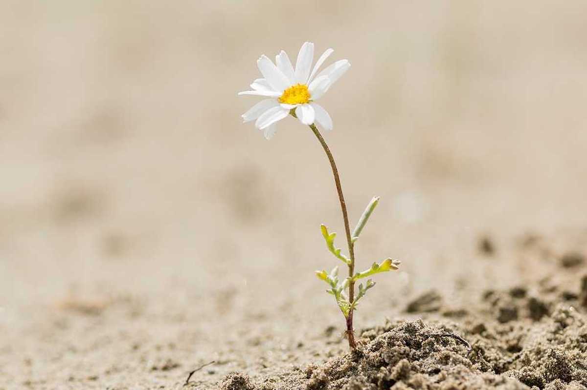Resilient daisy plant flowering on a sandy desert with no water.