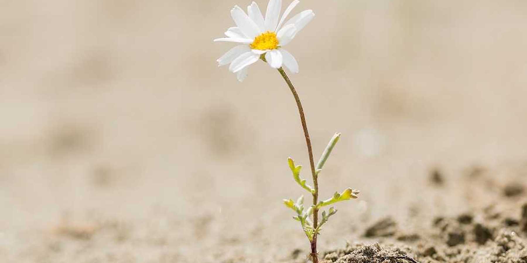 Resilient daisy plant flowering on a sandy desert with no water.