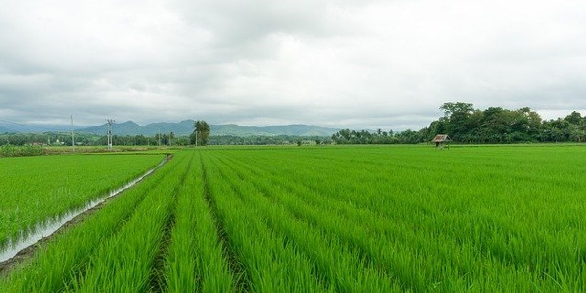 rice farmers