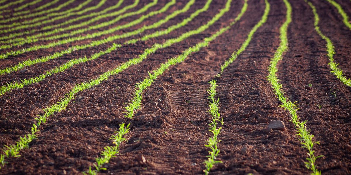 Rows of crops stretching into the distance.
