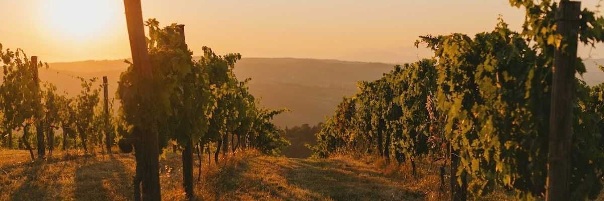 Rows of grapevines in sunny vineyard