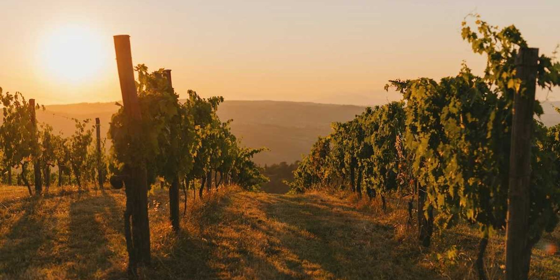 Rows of grapevines in sunny vineyard