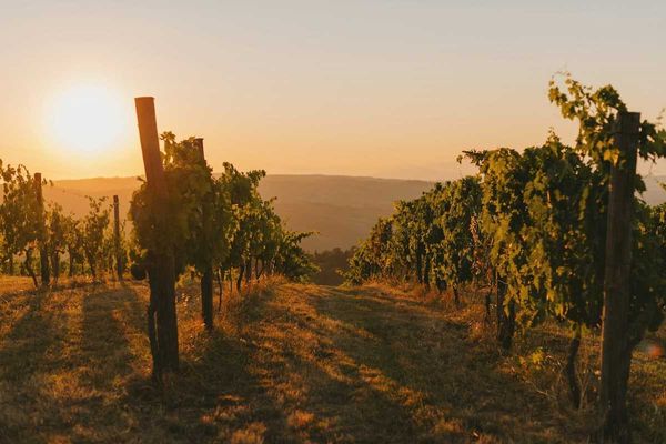 Rows of grapevines in sunny vineyard