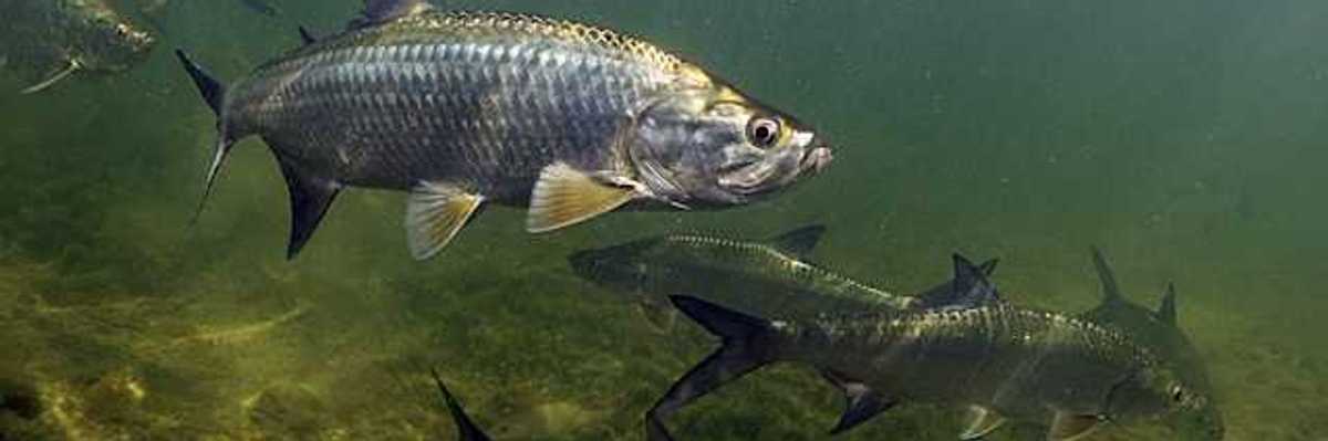 Salmon swimming in a murky river