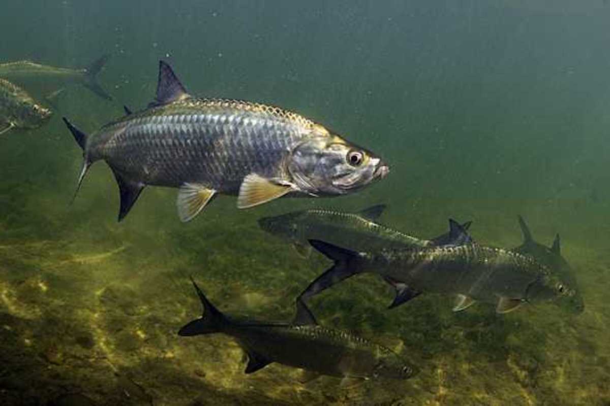 Salmon swimming in a murky river