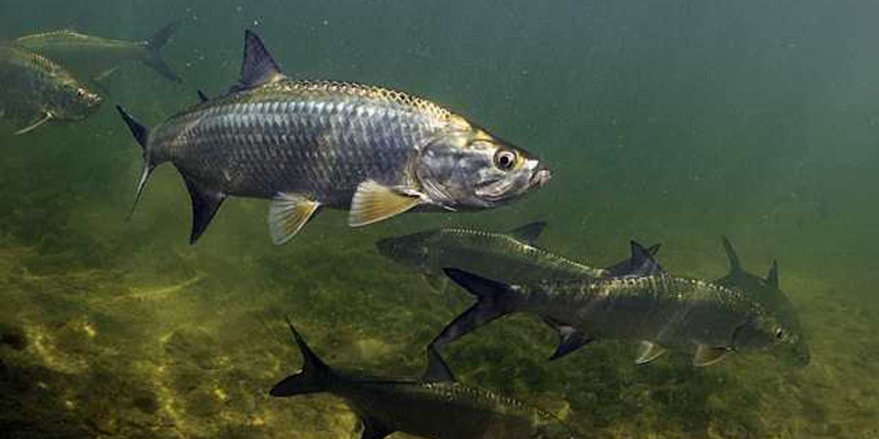 Salmon swimming in a murky river