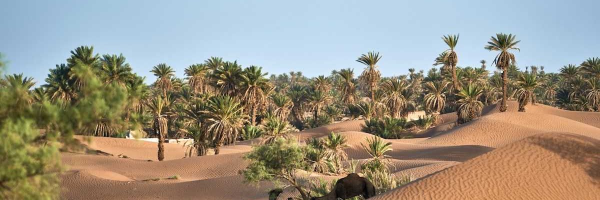 Sand dunes encroaching on desert oasis where camels browse