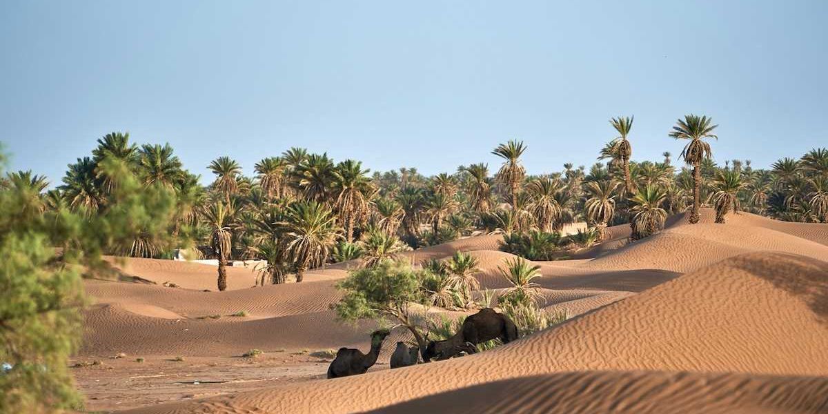 Sand dunes encroaching on desert oasis where camels browse