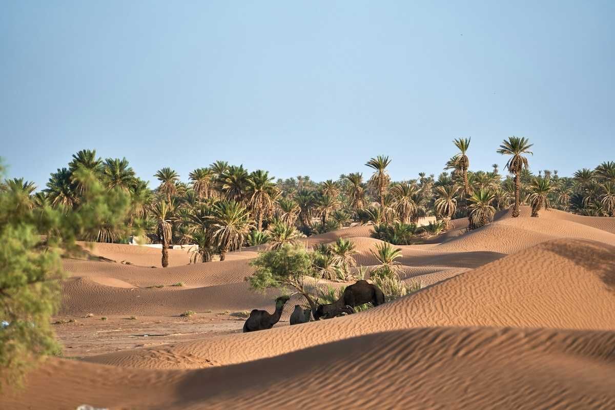 Sand dunes encroaching on desert oasis where camels browse