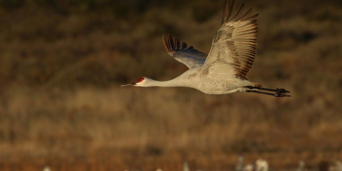 Sandhill crane flying over a group of birds on the water.