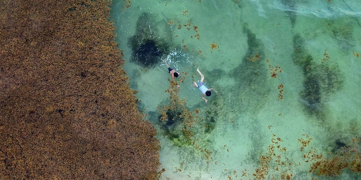 sargassum