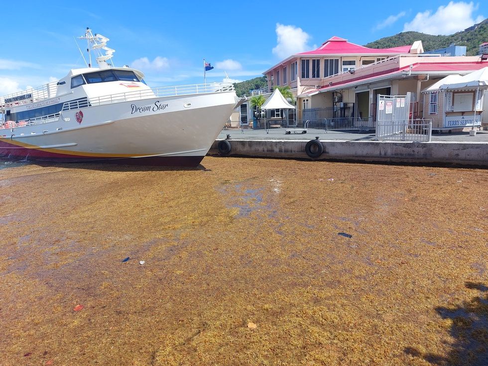 sargassum