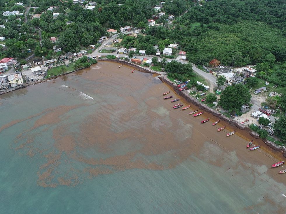 sargassum