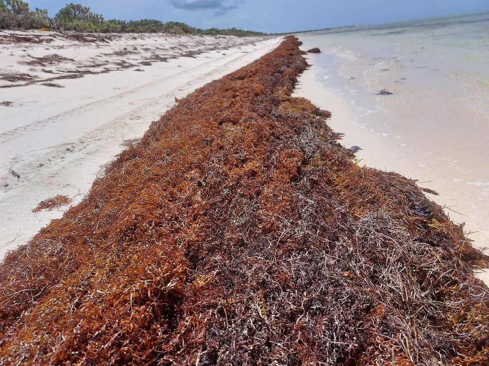 sargassum