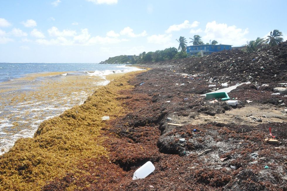 sargassum