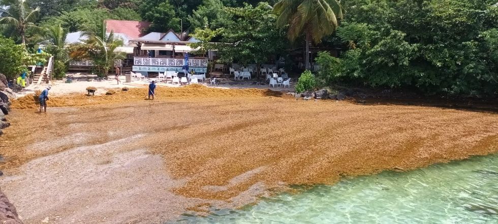 sargassum