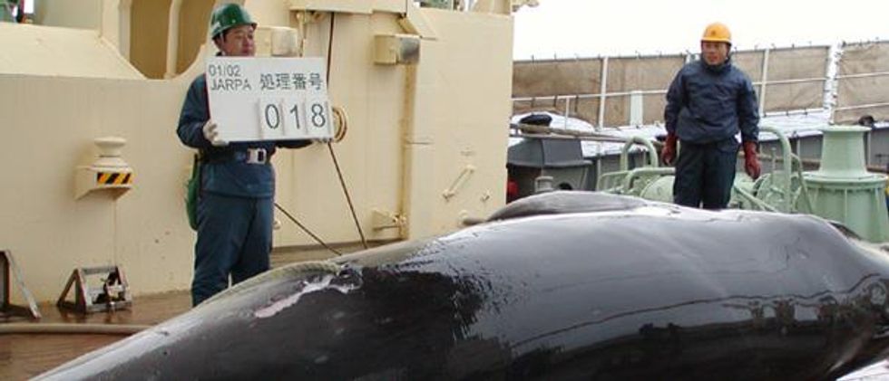 Scientific whaling