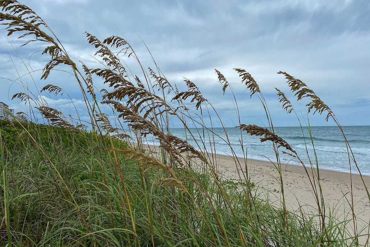 Sea oats overlooking the beach and ocean on a beautiful cloudy day along the shoreline