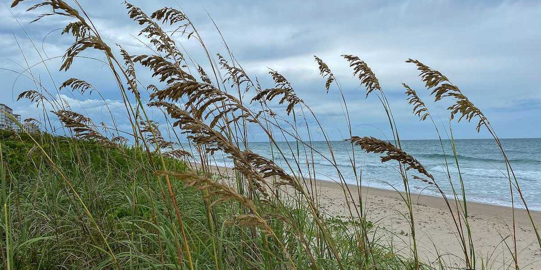Sea oats overlooking the beach and ocean on a beautiful cloudy day along the shoreline