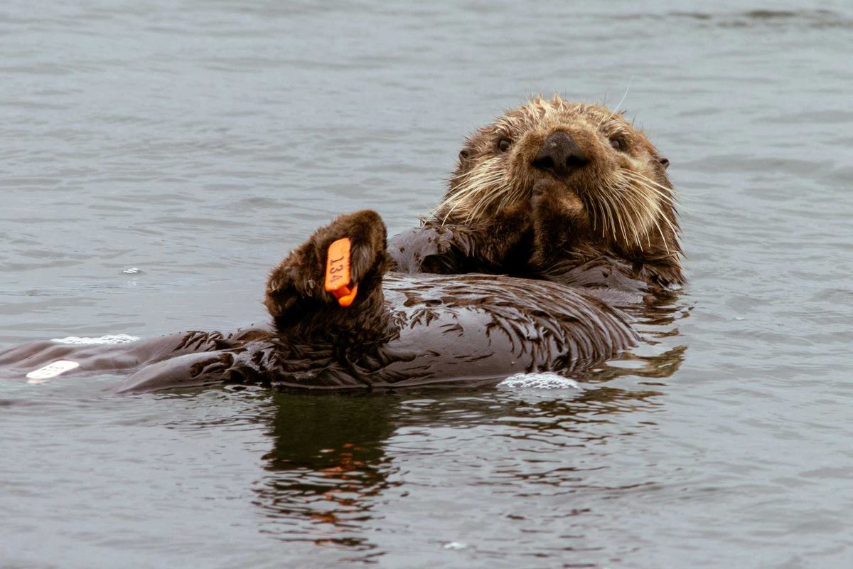 Sea otter floats on its back.