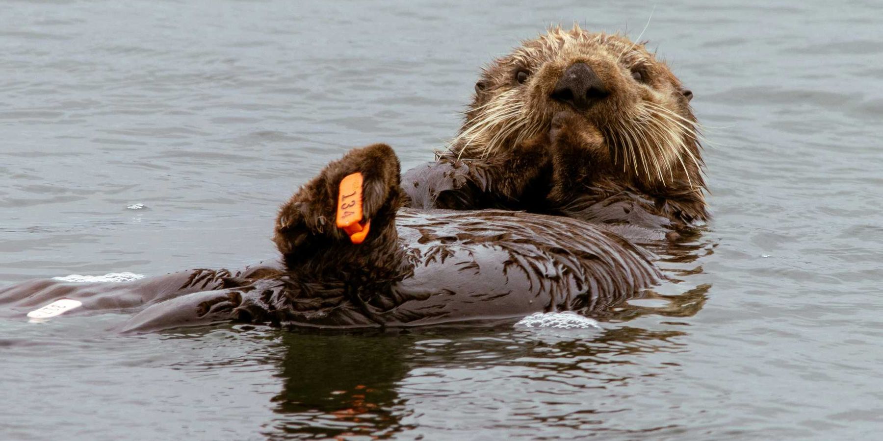 Sea otter floats on its back.