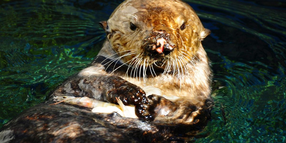 Sea otters