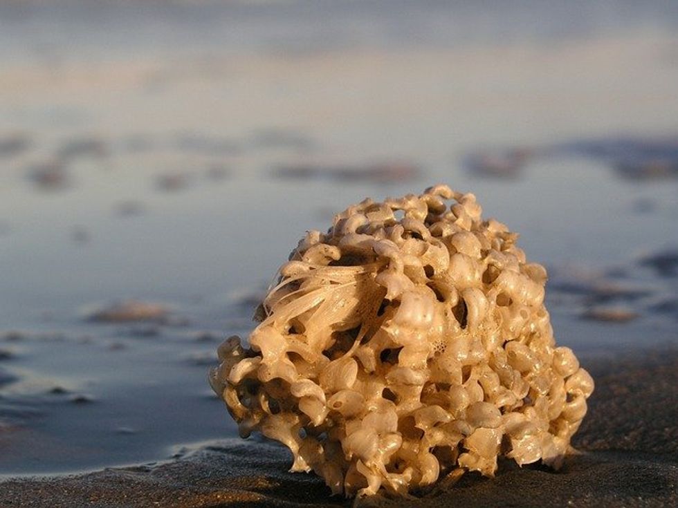 Sponges in the Caribbean reveal underestimated global warming