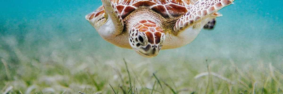 Sea turtle cruising over an underwater seagrass meadow