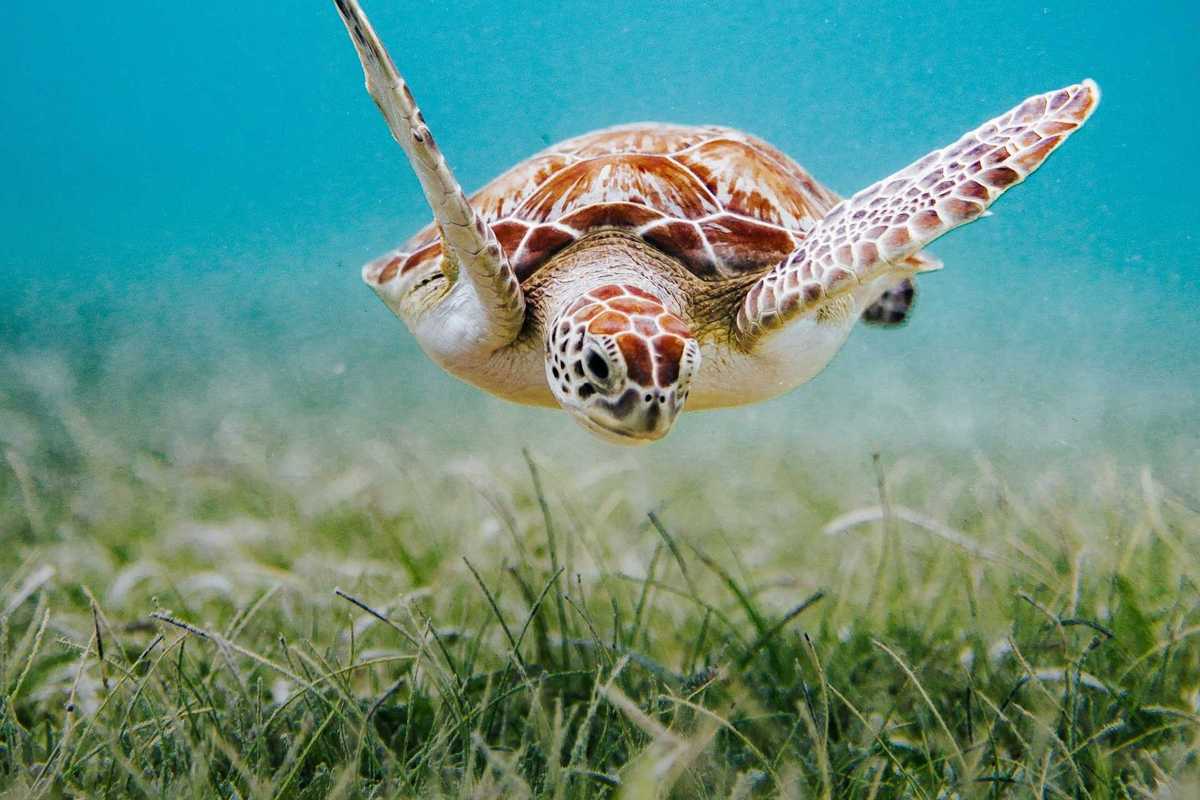 Sea turtle cruising over an underwater seagrass meadow