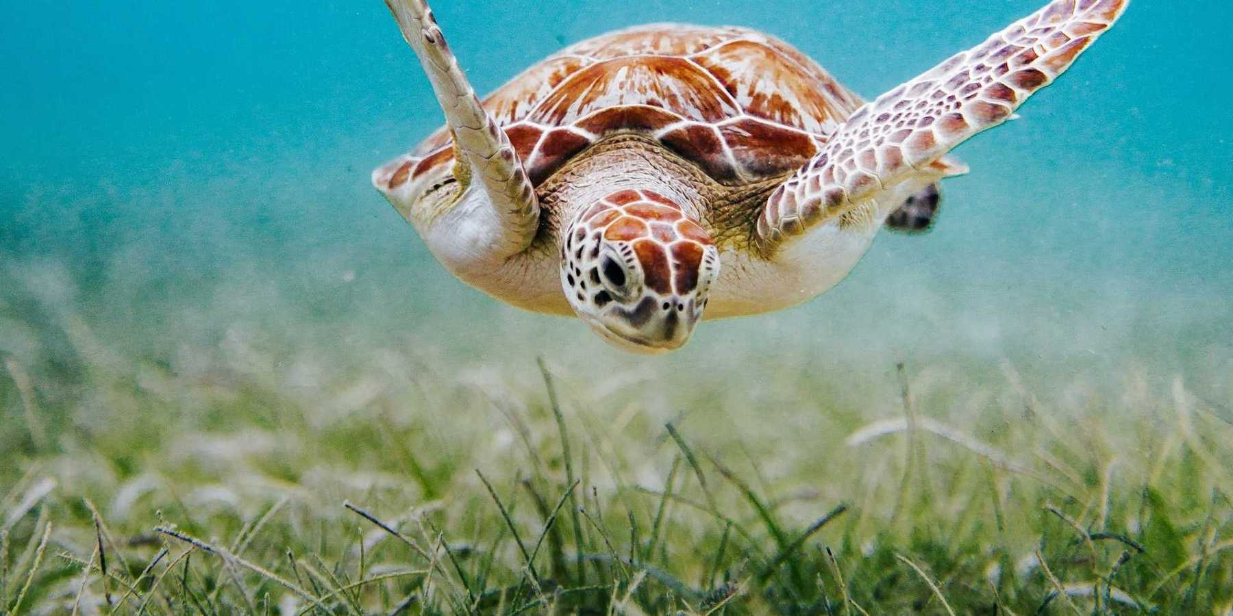 Sea turtle cruising over an underwater seagrass meadow