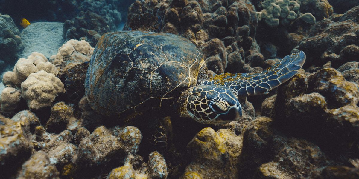 sea turtle swimming next to coral