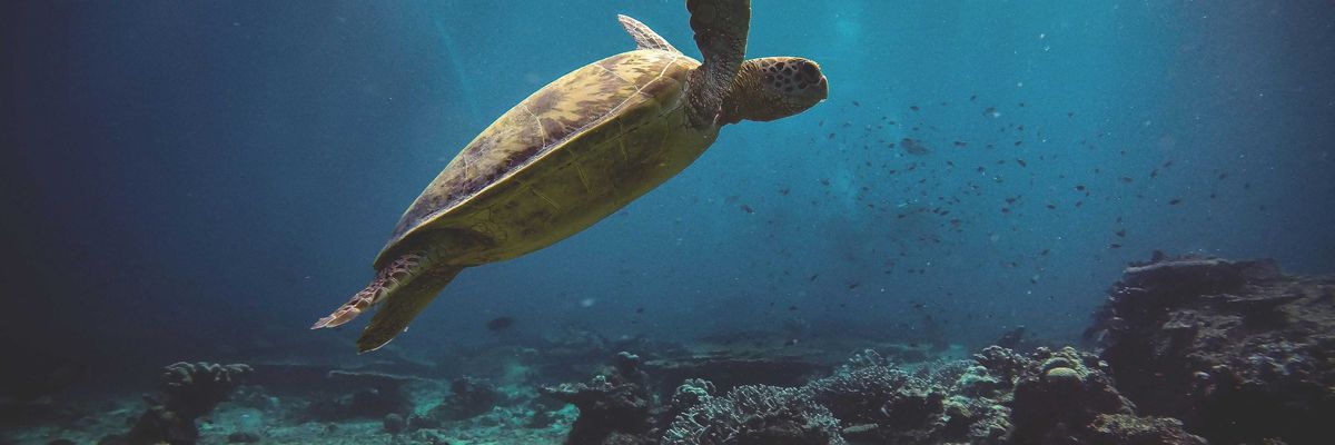 Sea turtle swimming underwater.