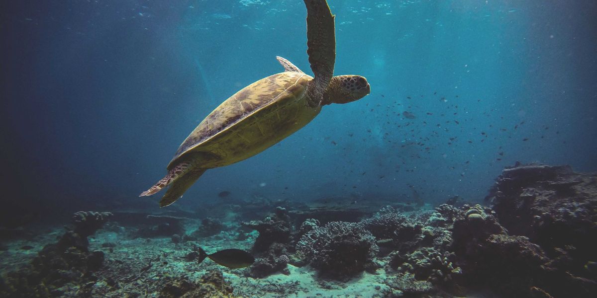 Sea turtle swimming underwater.